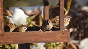 A verébtársadalom titkos szabálykönyve – avagy mi történik az etetőd körül?
