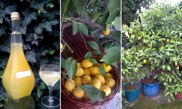 Saját termésű citromból készül a legfinomabb likőr és lekvár