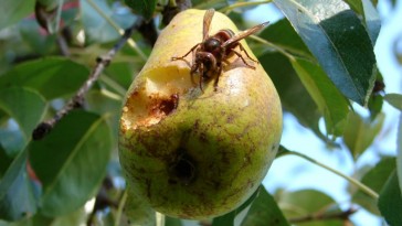Milyen kártétel veszélyezteti a gyümölcsfáinkat? Itt az összefoglaló