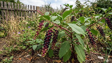 Szépnek tűnik, aztán átveszi a kertet: mi a baj az alkörmössel a magyar kertekben?