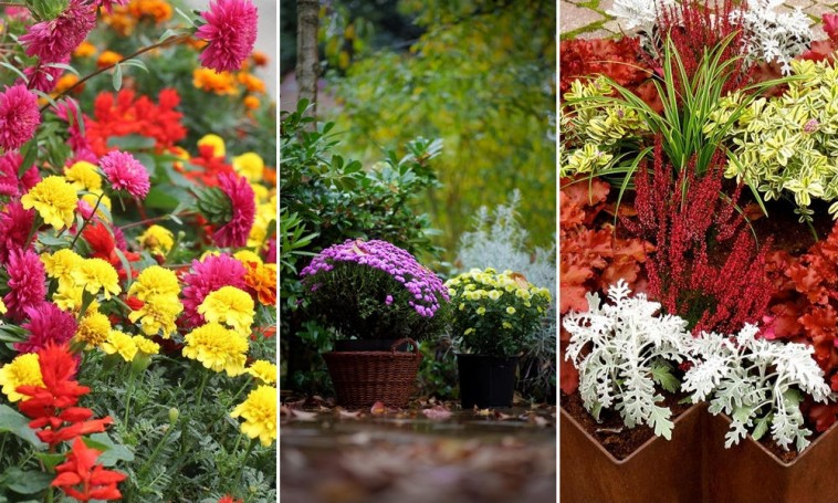Színek és illatok: megérkezett a ragyogó ősz a balkonládákba