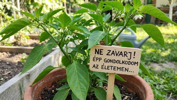 Miért nem terem a paprika? A júniusi csendnek több oka lehet