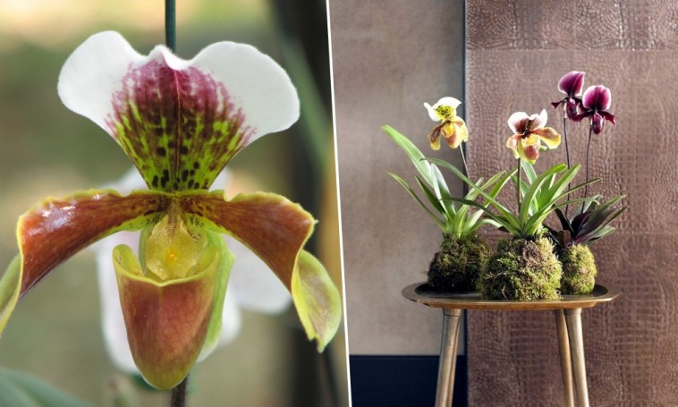Készítsünk kokedamát orchideából