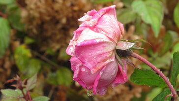 Mit lehet még megcsinálni a kertben két ünnep között, ha nem fagy?