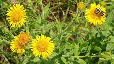 Réti bolhafű, a természetes rovarűző