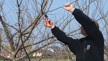 Ne hagyd ki a tél végi metszést! Ezek a trükkök garantálják a bőséges termést