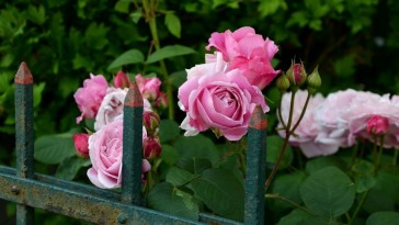 Hogyan kell metszeni a kerti rózsát?