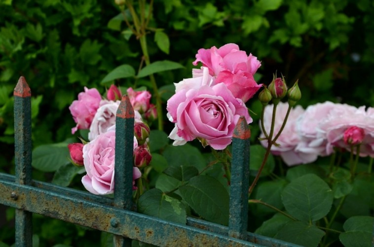 Hogyan kell metszeni a kerti rózsát?