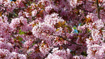 Vérszilva – a kert bíborruhás tavaszkirálynője