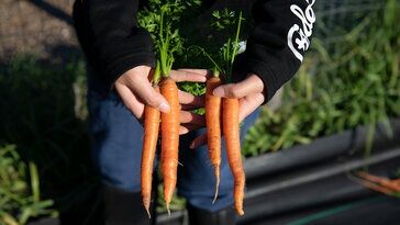 Kicsi a konyhakerted? Ez az a 3 zöldség, amivel érdemes kezdeni