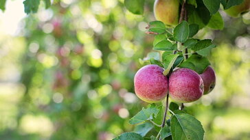 Kicsi a kerted? Ez az a 3 gyümölcs, aminek mégis jut hely
