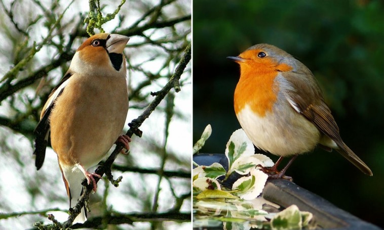 Kertünk madarai: a magokat evők és a lágyeleséget fogyasztók