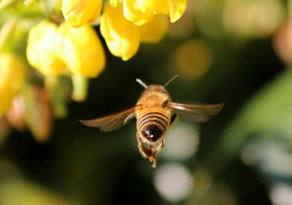 Április 30. Időjóslás a méhek napján