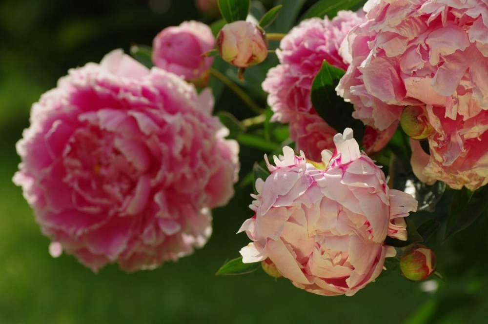 Pünkösdi és bazsarózsa: tányérnyi virágok a kertben
