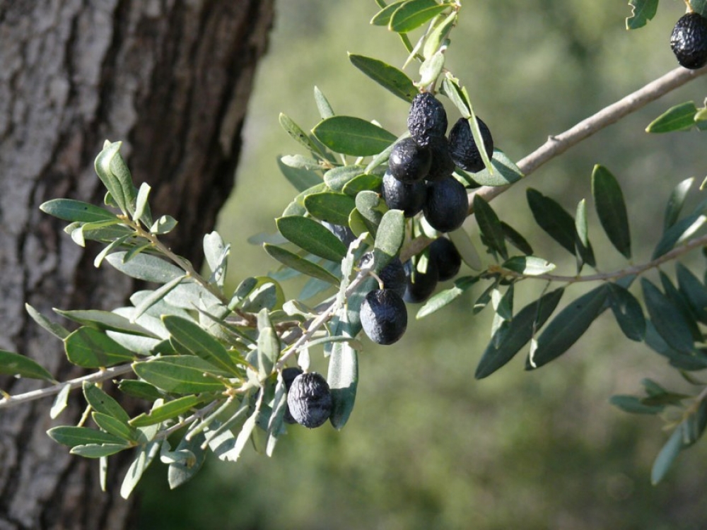 Olívaolajok a kertész és szakács szemével