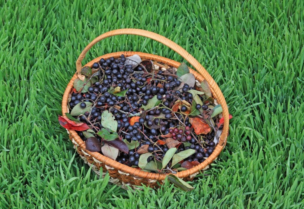 Vitaminbomba a kertben: miért termesszünk fekete berkenyét?