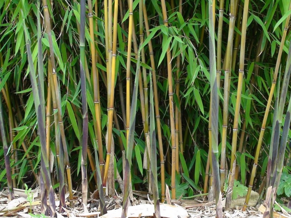 A bambusz nemcsak pedagógiai segédeszköz