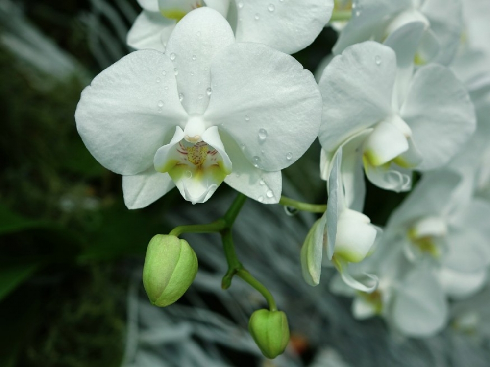 4 lépésben újra virágba borítjuk a lepkeorchideát