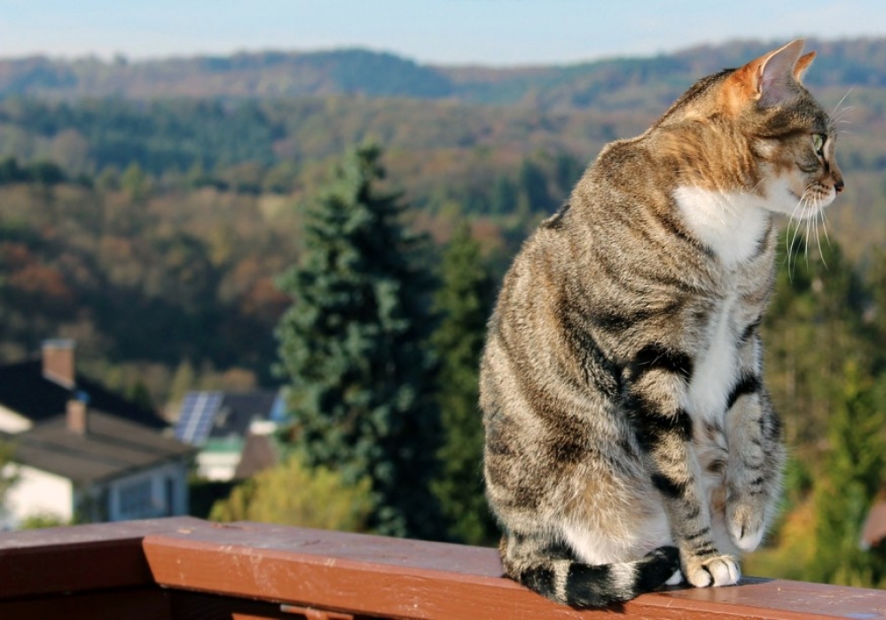 Macska a balkonkertben - 3 fenyegető veszély