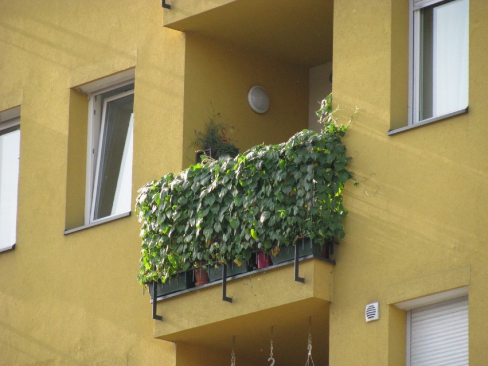Élő növényfüggöny az emeleti erkély korlátjára