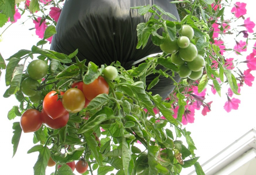 Helytakarékos kertben fejjel lefelé nőnek a zöldségek