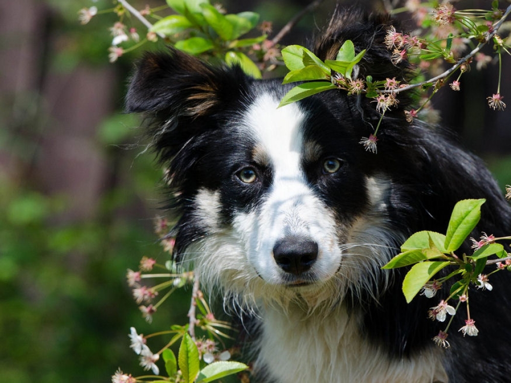 10 kerti termés, amitől fűbe haraphat a kutyánk