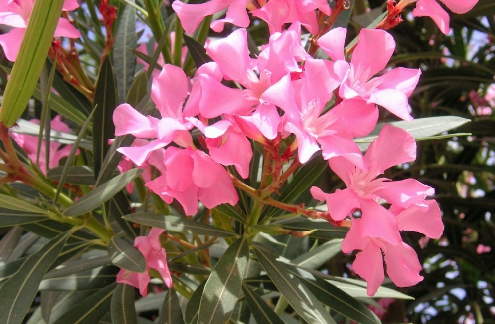 Cserepes leanderből óriási mediterrán virágbokor?