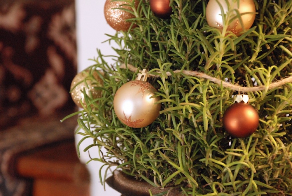 Melyik növényből lesz a legjobb karácsonyi dísz?