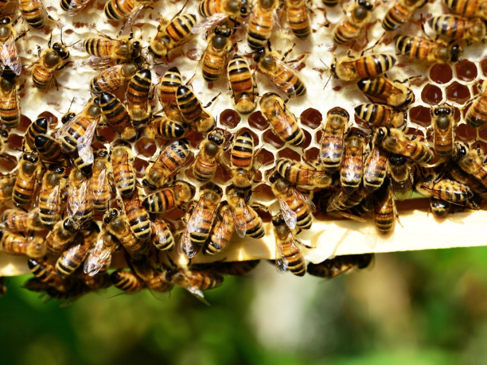 Tragédia, ha a méhek egymásra támadnak