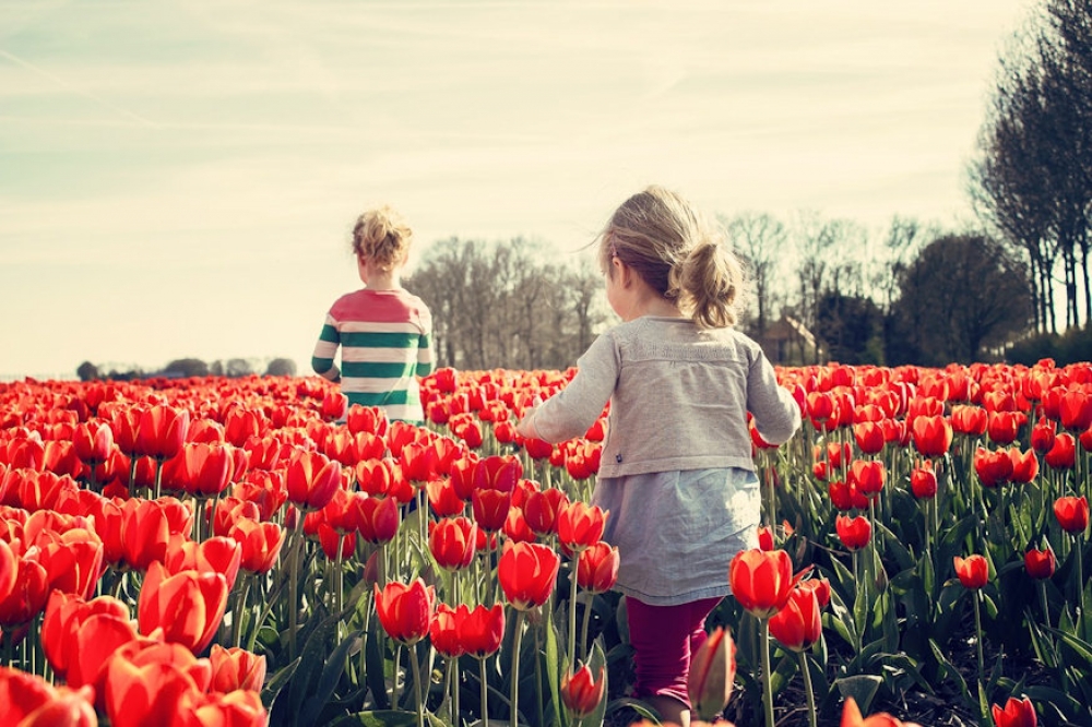 Minden fontos infó a tulipán kerti neveléséről