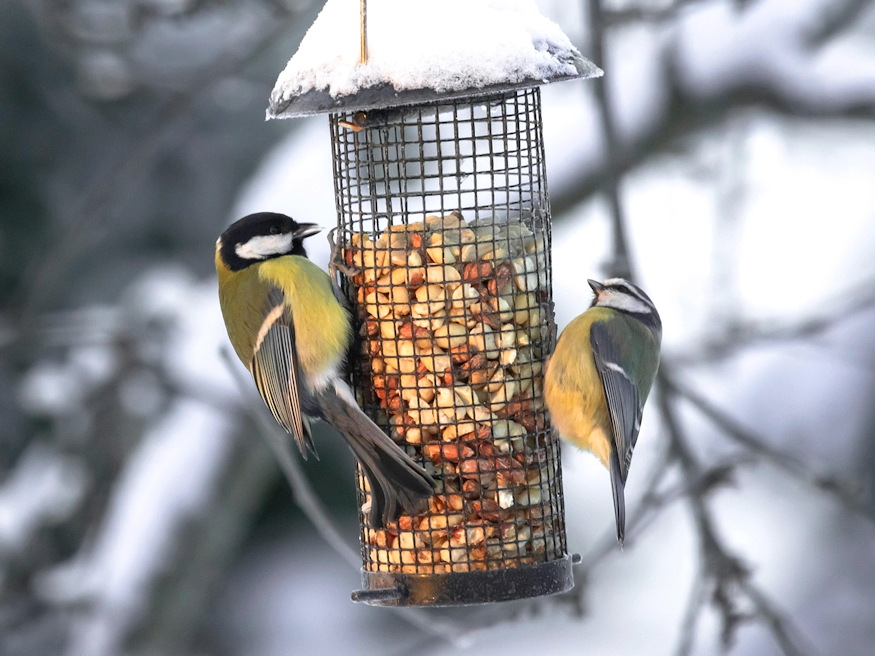 forgalom madaretetok ho 02