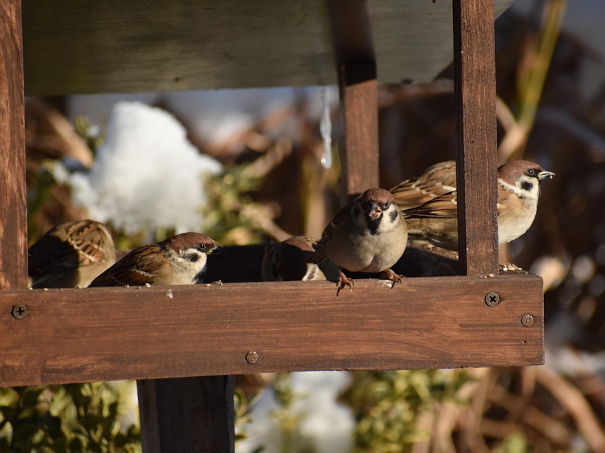forgalom madaretetok ho 03