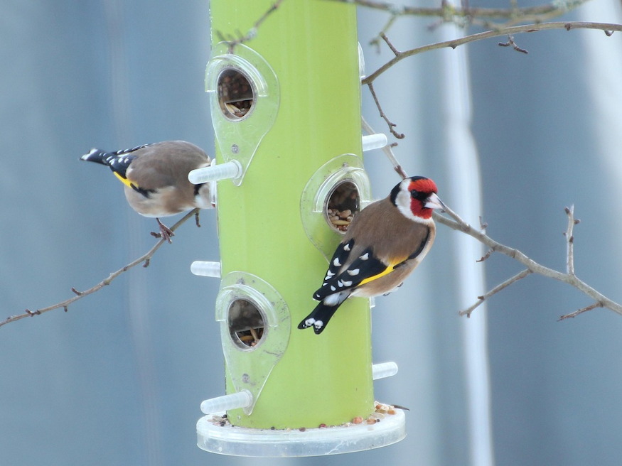 forgalom madaretetok ho 04