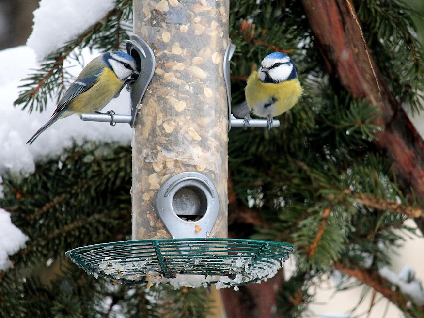 forgalom madaretetok ho 05