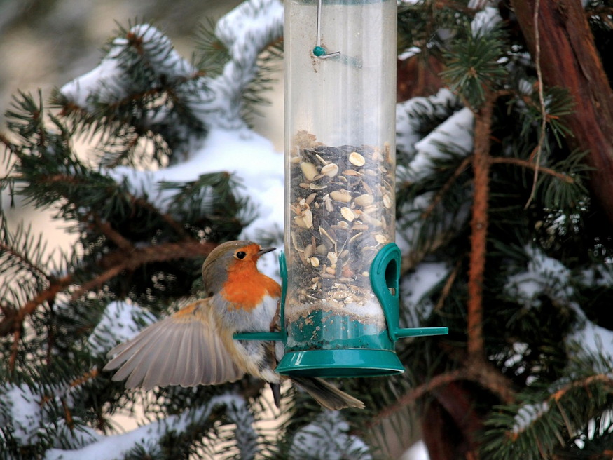 forgalom madaretetok ho 06