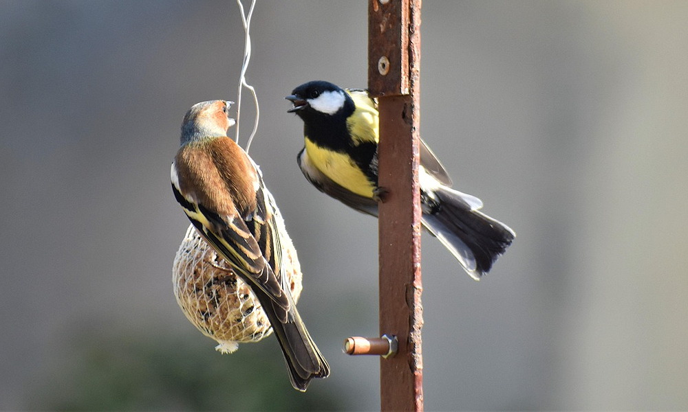 Ki rabol rá a cinkegolyóra? – A madáretetők titkos forgalma, ahol néha a cinkék a legnagyobb hiányzók