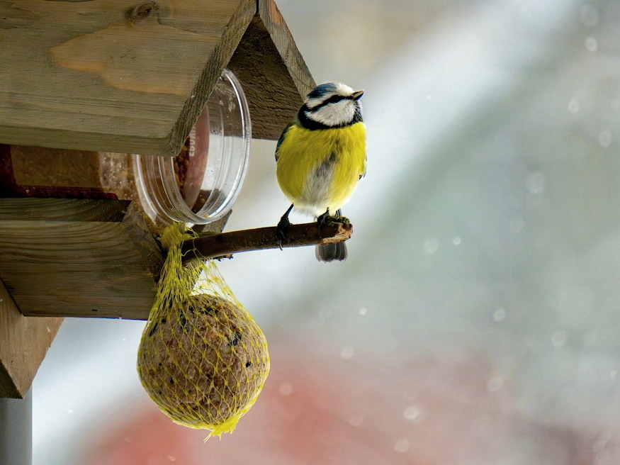 ki rabol ra cinkegolyora 02