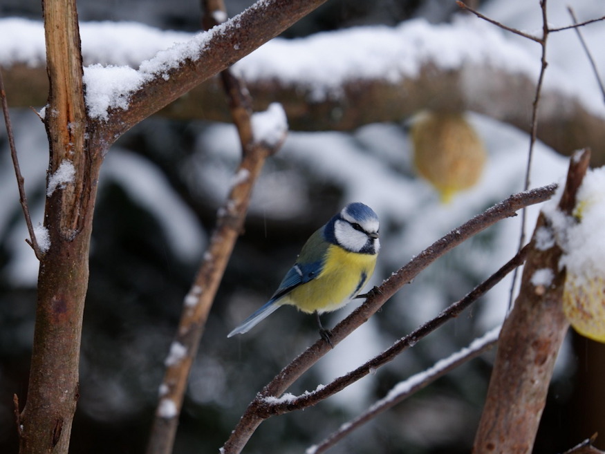 ki rabol ra cinkegolyora 03