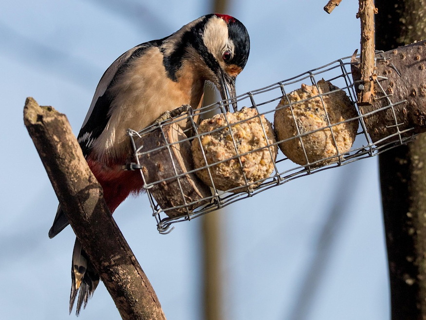 ki rabol ra cinkegolyora 04