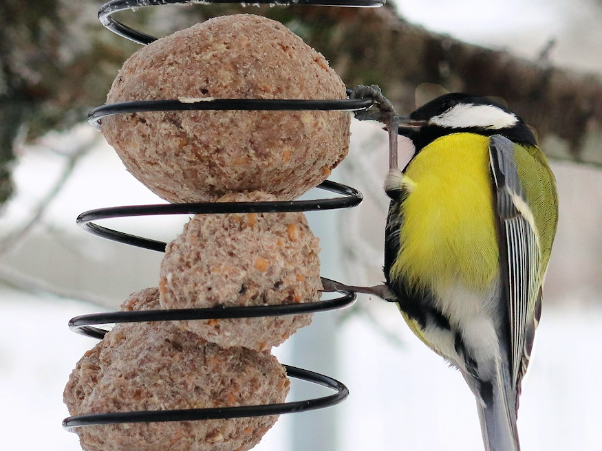 ki rabol ra cinkegolyora 05