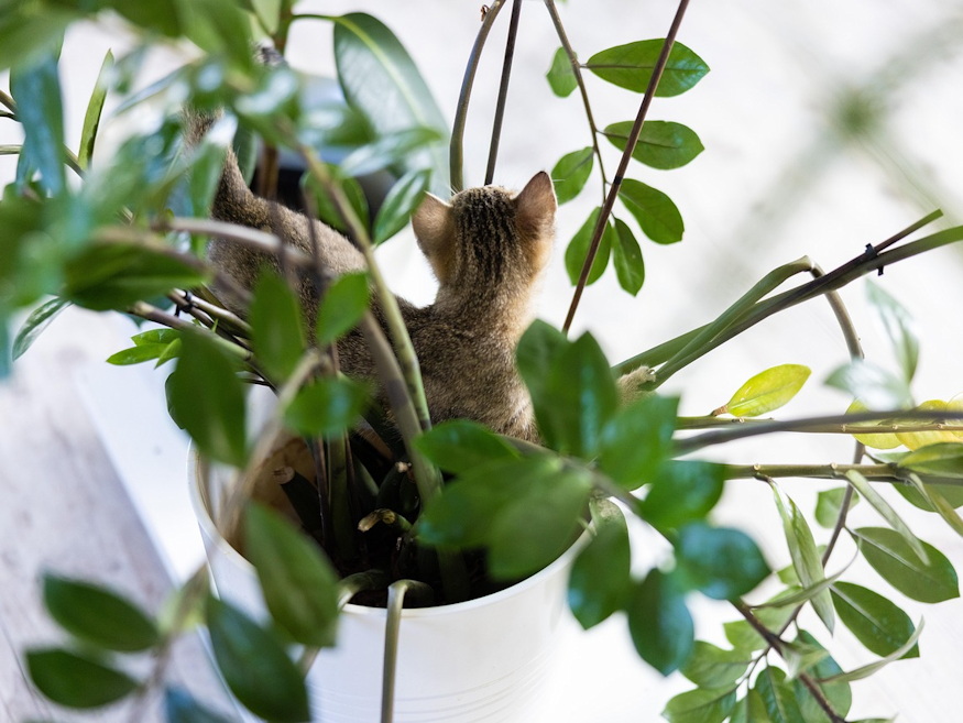 legdragabb kaspot tori ossze 02