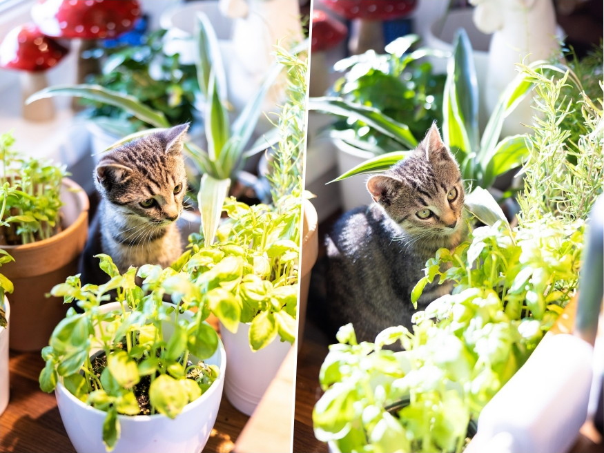 legdragabb kaspot tori ossze 03