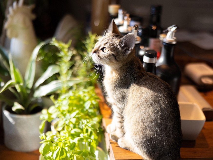 legdragabb kaspot tori ossze 04