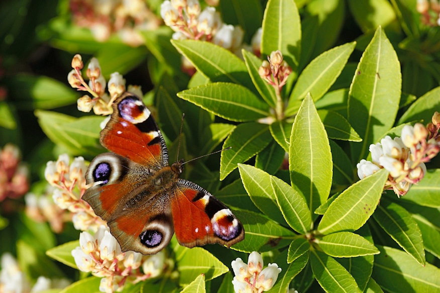 legtobb lepkebarat kertbol hianyzik 03