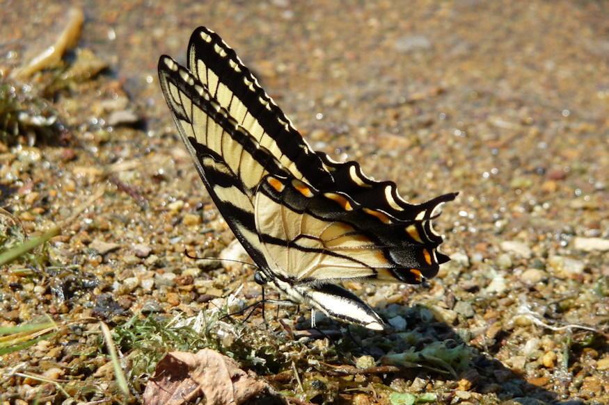 legtobb lepkebarat kertbol hianyzik 04
