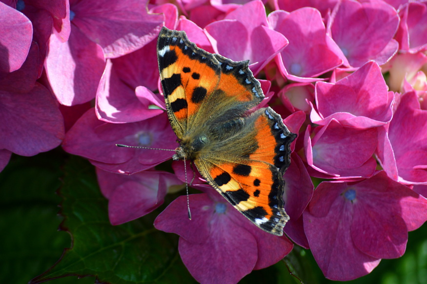 legtobb lepkebarat kertbol hianyzik 05