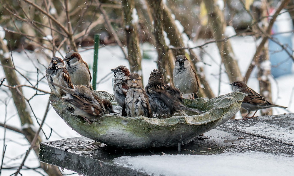 Madáritató télen: életmentés vagy tévhitek halmaza?