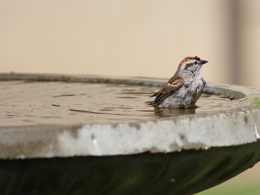 madaritato telen tevhitek 03