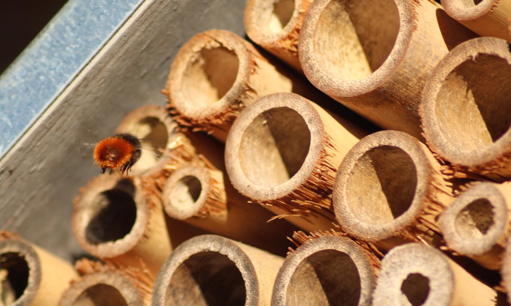 A rovarhotel, ami túl jól működik – miért lepődnek meg rajta a kertészek?