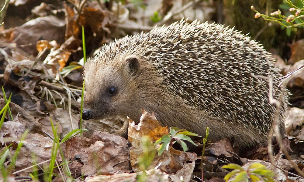 A sünök téli Airbnb-je – hogyan NE alakítsunk ki szállást nekik?